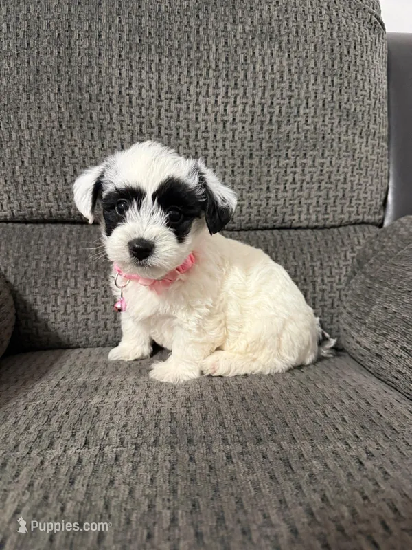 Panda – Yorkipoo puppy for sale in Jeffersonville, IN
