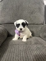 Panda, a female Yorkipoo for sale in Jeffersonville, IN – Photo 3 of 3