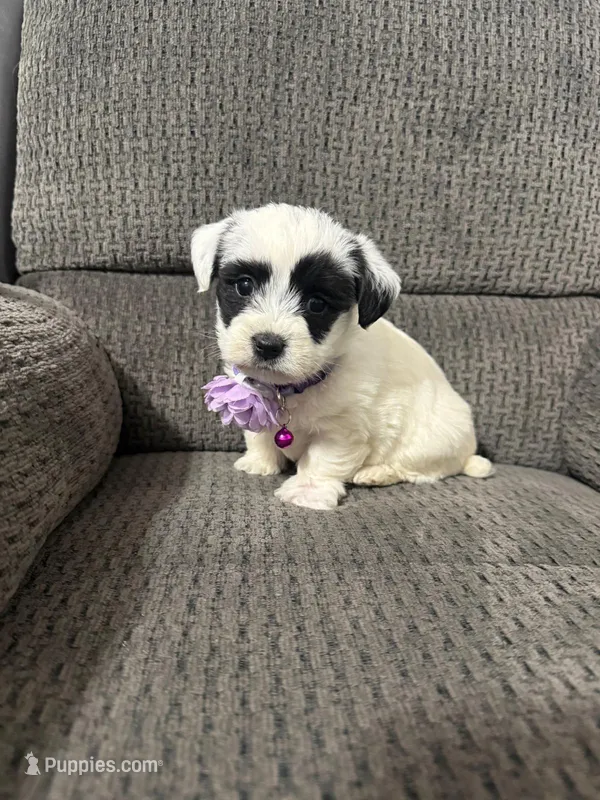 Panda – Yorkipoo puppy for sale in Jeffersonville, IN