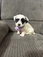 Panda, a female Yorkipoo for sale in Jeffersonville, IN – Photo 1 of 3
