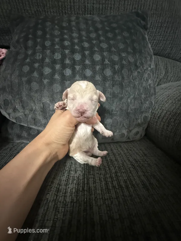 Teddy – Poodle - Toy  puppy for sale in Jeffersonville, IN