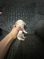 Teddy, a male Poodle - Toy  for sale in Jeffersonville, IN – 1 of 3