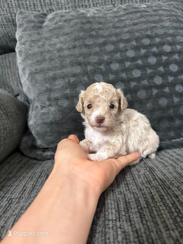 Lovely – Poodle - Toy  puppy for sale in Jeffersonville, IN