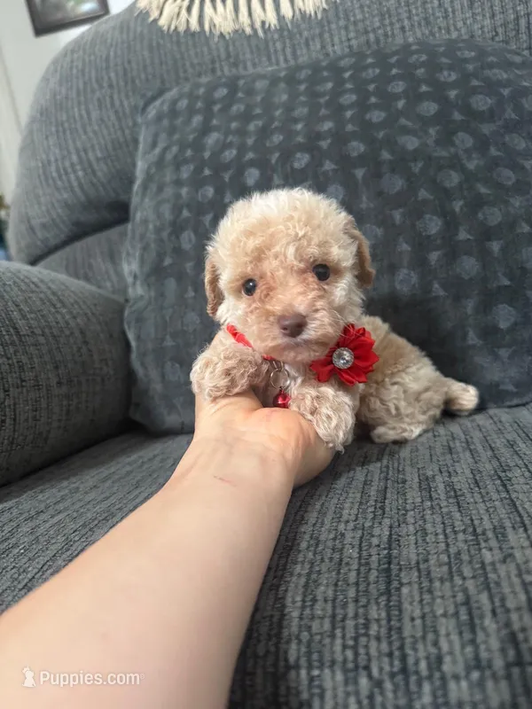Teddy – Poodle - Toy  puppy for sale in Jeffersonville, IN