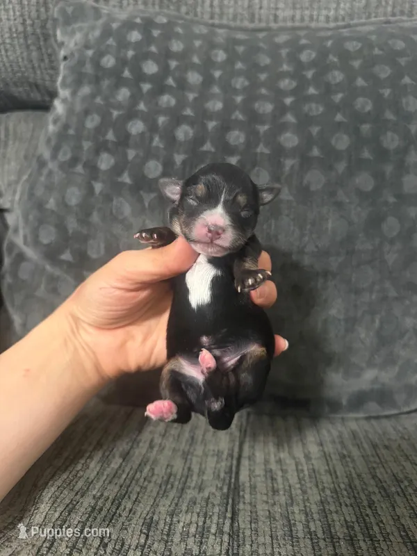 Pudge – Yorkshire Terrier, Poodle - Toy  puppy for sale in Jeffersonville, IN