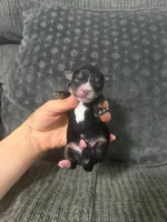 Pudge, a male Yorkshire Terrier and Poodle - Toy  for sale in Jeffersonville, IN – 1 of 2