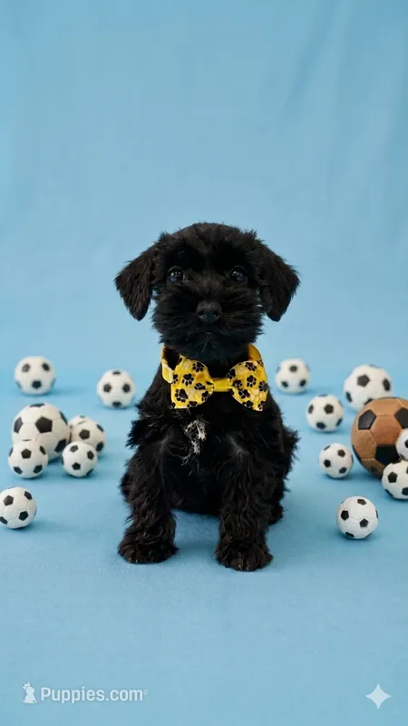 Whiskey – Miniature Schnauzer puppy for sale in Miami, FL