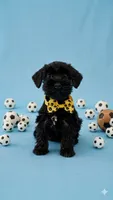 Whiskey, a male Miniature Schnauzer for sale in Miami, FL – 1 of 1