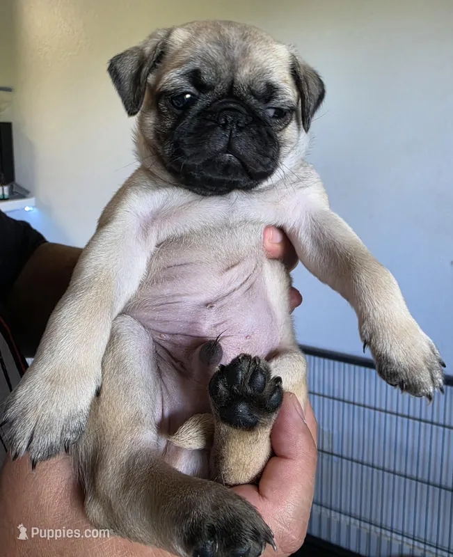 Kenny – Pug puppy on hold in Fullerton, CA