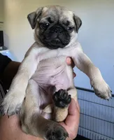 Kenny, a male Pug for sale in Fullerton, CA – Photo 1 of 2