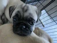 Kenny, a male Pug for sale in Fullerton, CA – Photo 2 of 2