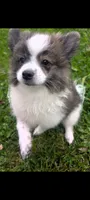 Bruno, a male Peek-A-Pom for sale in Rockwood, PA – 4 of 5