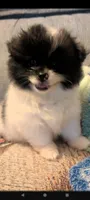 Pepper, a female Peek-A-Pom for sale in Rockwood, PA – 6 of 8