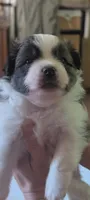 Bruno, a male Peek-A-Pom for sale in Rockwood, PA – 3 of 10