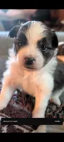 Bruno, a male Peek-A-Pom for sale in Rockwood, PA – 9 of 10