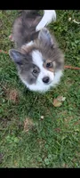 Bruno, a male Peek-A-Pom for sale in Rockwood, PA – 2 of 5