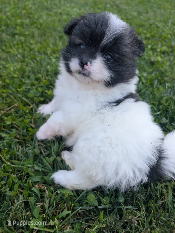 Pepper – Peek-A-Pom puppy for sale in Rockwood, PA