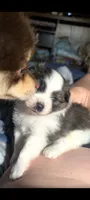 Bruno, a male Peek-A-Pom for sale in Rockwood, PA – 5 of 10