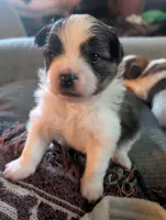 Bruno, a male Peek-A-Pom for sale in Rockwood, PA – 7 of 10