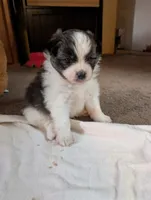 Bruno, a male Peek-A-Pom for sale in Rockwood, PA – 6 of 10