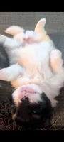 Pepper, a female Peek-A-Pom for sale in Rockwood, PA – 7 of 8