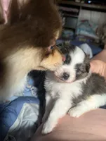 Bruno, a male Peek-A-Pom for sale in Rockwood, PA – 10 of 10