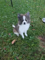 Bruno, a male Peek-A-Pom for sale in Rockwood, PA – 3 of 5