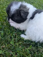 Pepper, a female Peek-A-Pom for sale in Rockwood, PA – 8 of 8