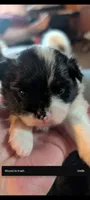 Pepper, a female Peek-A-Pom for sale in Rockwood, PA – 3 of 8