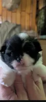 Pepper, a female Peek-A-Pom for sale in Rockwood, PA – 4 of 8