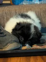 Pepper, a female Peek-A-Pom for sale in Rockwood, PA – 2 of 8