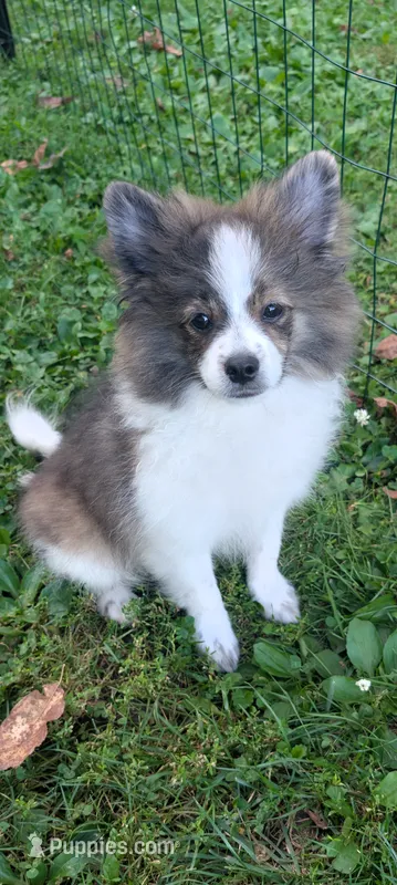 Bruno – Peek-A-Pom puppy for sale in Rockwood, PA