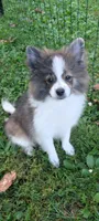 Bruno, a male Peek-A-Pom for sale in Rockwood, PA – 1 of 5