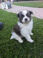 Bruno, a male Peek-A-Pom for sale in Rockwood, PA – 1 of 10