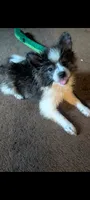 Bruno, a male Peek-A-Pom for sale in Rockwood, PA – 5 of 5