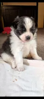 Bruno, a male Peek-A-Pom for sale in Rockwood, PA – 2 of 10