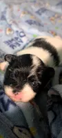 Pepper, a female Peek-A-Pom for sale in Rockwood, PA – 5 of 8
