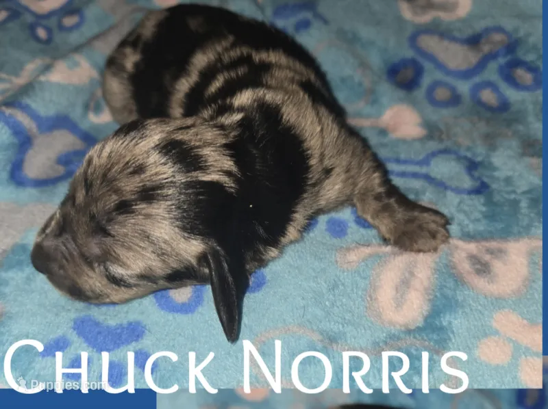 Chuck Norris  – Miniature Dachshund puppy for sale in Malabar, FL
