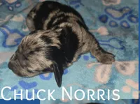 Chuck Norris , a male Miniature Dachshund for sale in Malabar, FL – 1 of 1