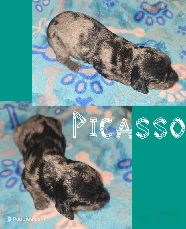 Picasso – Miniature Dachshund puppy for sale in Malabar, FL