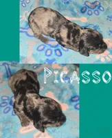 Picasso, a male Miniature Dachshund for sale in Malabar, FL – 1 of 1