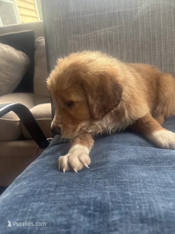 Grumpy  – Goldendoodle puppy for sale in Ocala Estates, FL