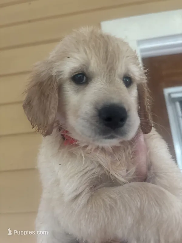 Snow White  – Goldendoodle puppy for sale in Ocala Estates, FL