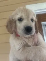 Snow White , a female Goldendoodle for sale in Ocala Estates, FL – 1 of 2