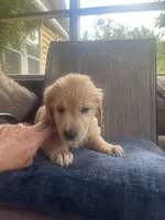 Snow White , a female Goldendoodle for sale in Ocala Estates, FL – 2 of 2