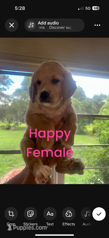 Happy  – Goldendoodle puppy for sale in Ocala Estates, FL