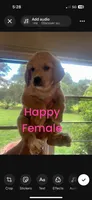 Happy , a female Goldendoodle for sale in Ocala Estates, FL – 1 of 1