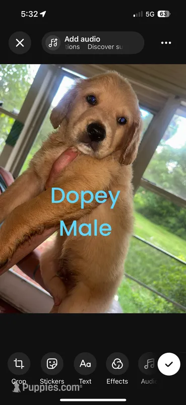 Dopey  – Goldendoodle puppy for sale in Ocala Estates, FL