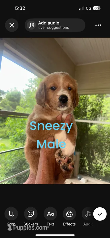 Sneezy  – Goldendoodle puppy for sale in Ocala Estates, FL