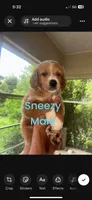 Sneezy , a male Goldendoodle for sale in Ocala Estates, FL – 1 of 1